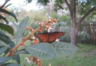 Fritillary,loquat,AnnieinAustin