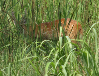 Indian Hog Deer, Hyelaphus porcinus