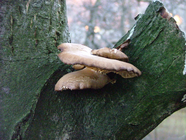 Pleurotus ostreatus