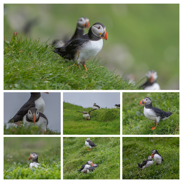 Puffins