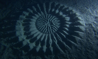 Wow,, Makhluk Ini Ternyata Mampu Membuat Crop Circle Di Bawah Laut