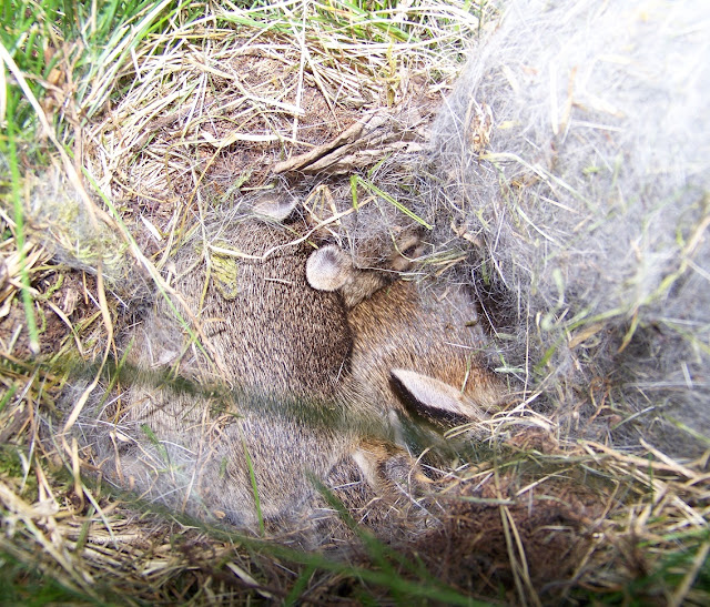 In a shallow depression in the ground, rabbit kits crowd together.