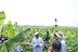 Photos - Ogbeh Visits Nigeria's First Oganic Banana Plantation