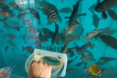 The Oita Marine Center Fish Tank (6) 4