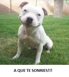 IMAGENES GRACIOSAS DE PERROS PARA COMPARTIR POR WHATSAPP Y FACEBOOOK