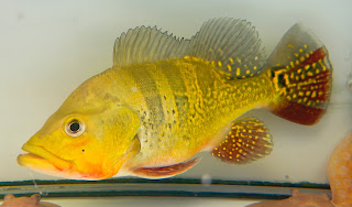 短身蟲紋巴西亞金三間(Cichla Kelberi gold