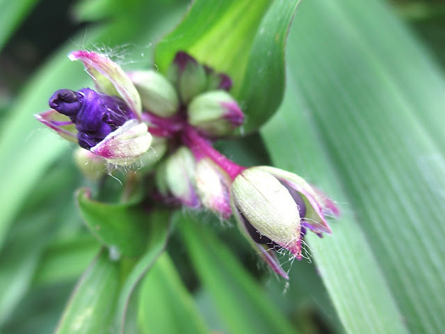 In mijn tuin: de mooiste foto's van mei