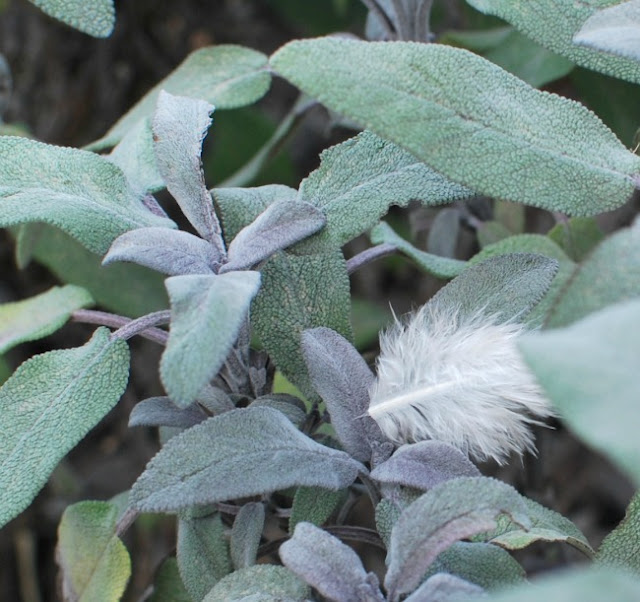 white downy feather resting on sage leaves