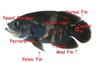 Fish Fins, lateral, dorsal, caudal, pectoral, anal