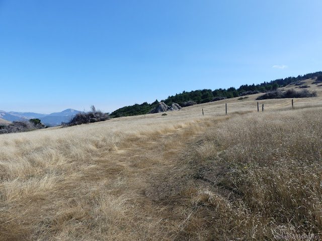 taller rock in the grass