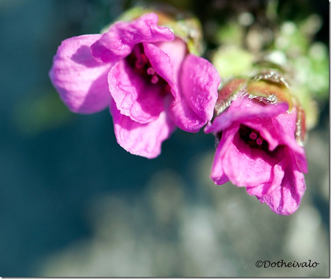 mikroblomst