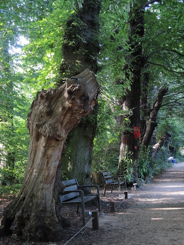 Antwerpen:  babbelende bomen in Boekenbergpark