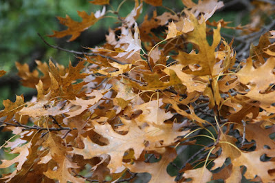 oak leaves often hang on all winter