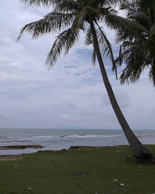 foto pohon kelapa di pinggir pantai anyer