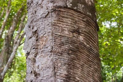 Rubber Tree in the Brazilian Amazon