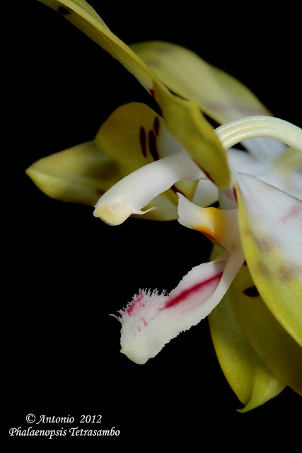 Phalaenopsis Tetrasambo