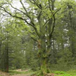 Album weergeven