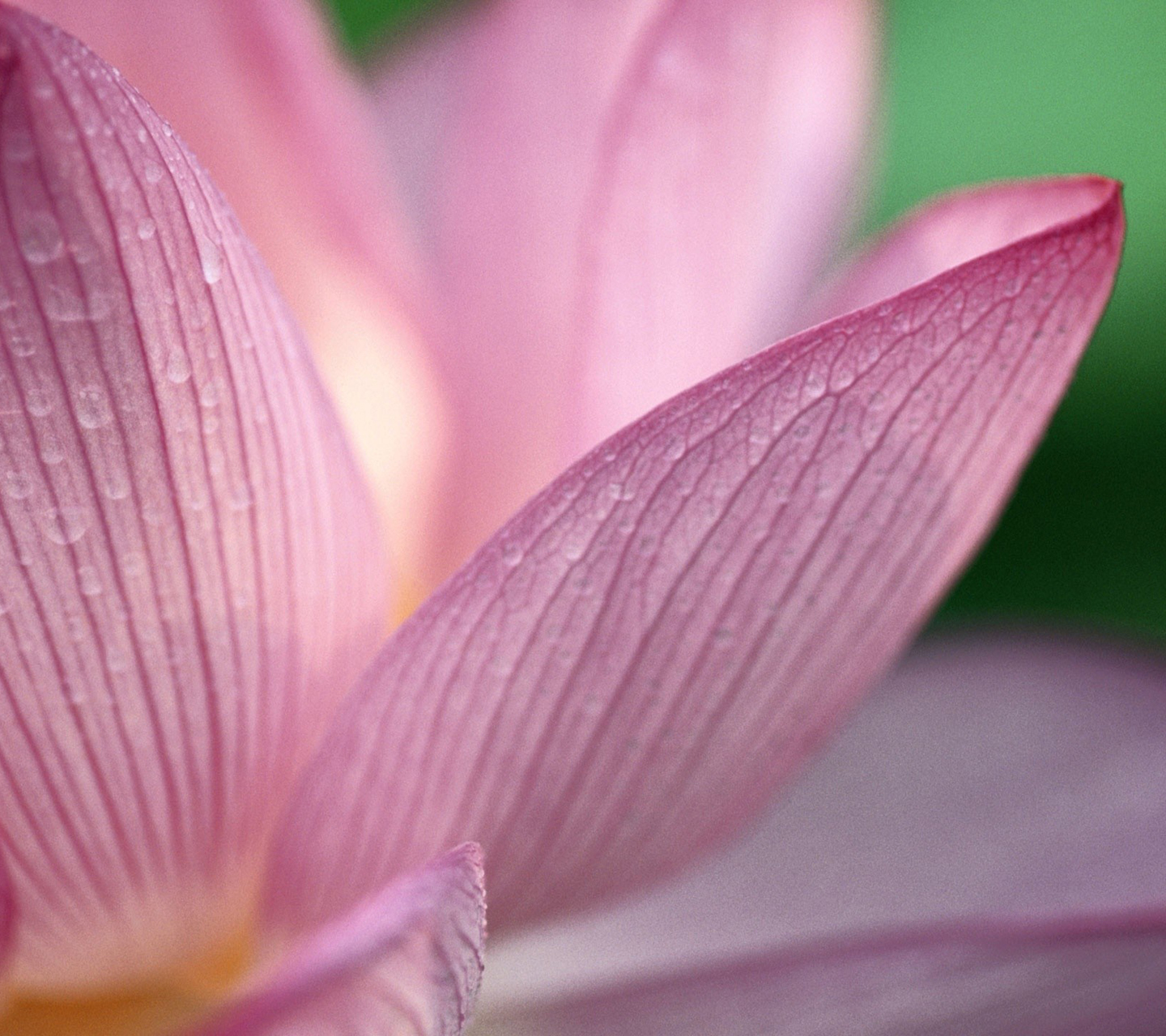 Galaxy S3 Wallpaper - Macro Lotus Flower - HD Wallpapers ...