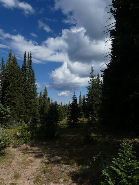 145: trail, trees, clouds