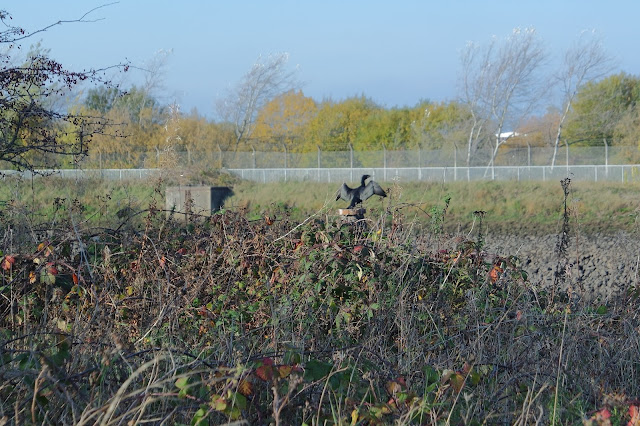 Dog Walk -Teesside - River Tees - Tees Barrage - Wildlife