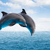 Παράσταση από δεκάδες δελφίνια στα ανοικτά της Φθιώτιδας! Μοναδικό βίντεο!