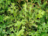 Cakar Ayam (Selaginella doederleinii Hieron.)