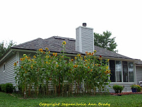 My Sunflower Garden at 9 Feet at 90 Days