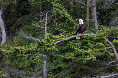 Bald Eagle in Canoe Pass