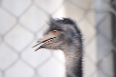 EMU blur image. Rourkela IG Park
