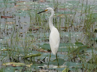 Snowy egret