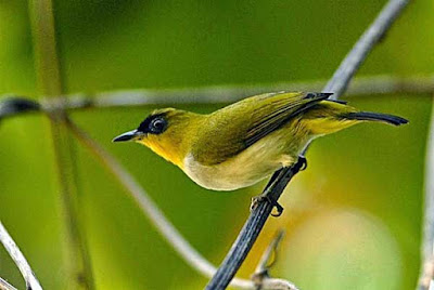 Harga Jual/Beli Burung Pleci Area Tulungagung Dan Blitar