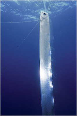 El Pez remo o Regalecus glesne El pez más largo del Mundo