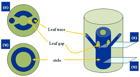 Nodal anatomy of plants