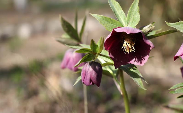 Lenten Rose Flowers