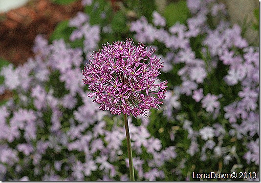 Allium_Persian_Blue2