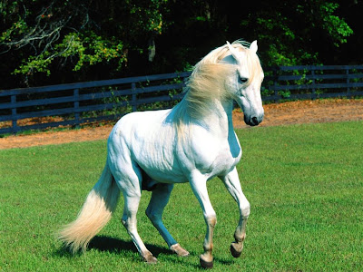 horses wallpaper palomino. horses wallpapers. horses