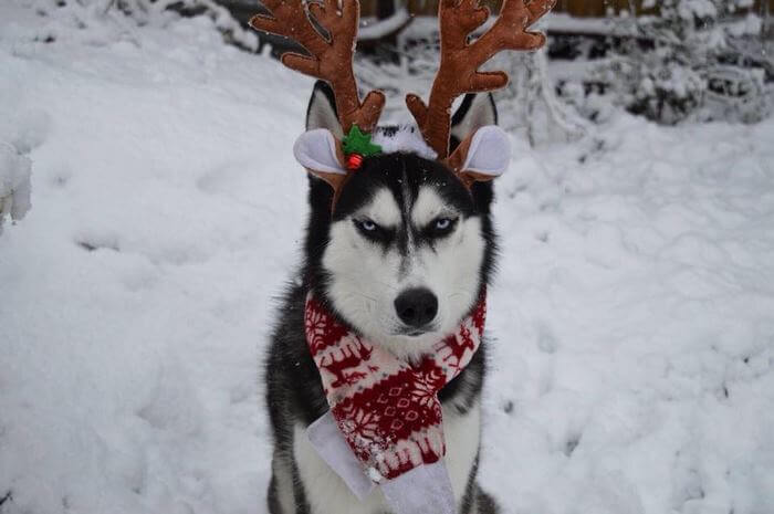 Husky Owner Attempted To Do A Christmas Card Photo Shoot With Their Beloved Pet, And The Result Is Hilarious