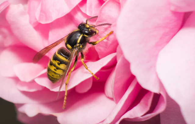 black and yellow bee on pink flower