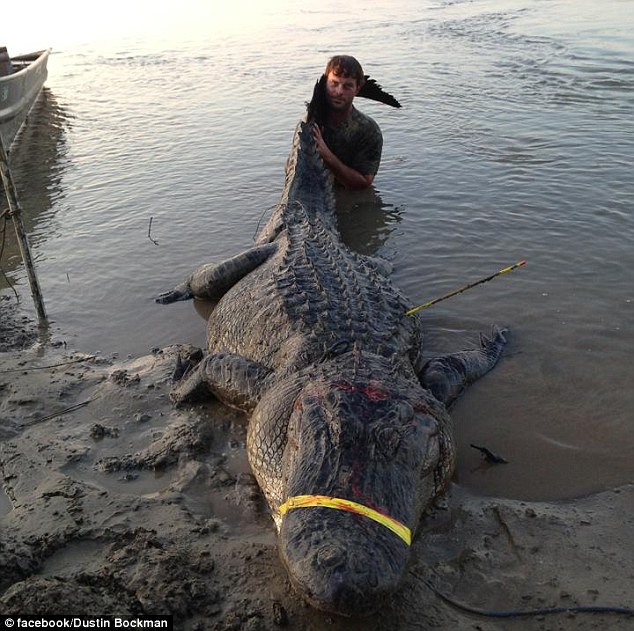 World's Biggest Alligator