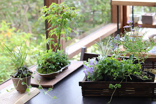 トレイに入れられた春の山野草苗