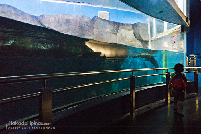 Underwater World Langkawi South American Fur Seal Pantai Cenang Malaysia