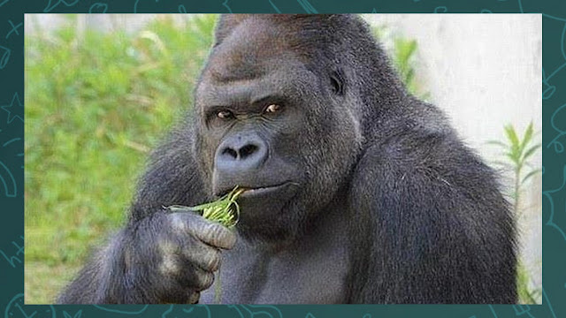 Gorila puxando um fuzil