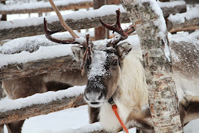 Reindeer Finnish Lapland