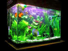 Toko Aquarium Murah Toko Harga Jual Aquarium Dan 