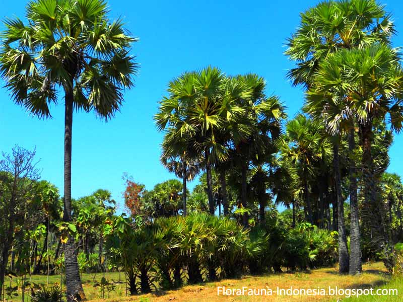  SIWALAN  LONTAR Flora Fauna Indonesia