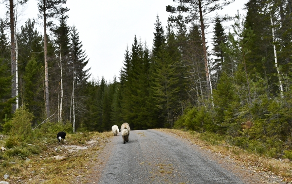 stalla fiskelaustjern strømsoddbygda