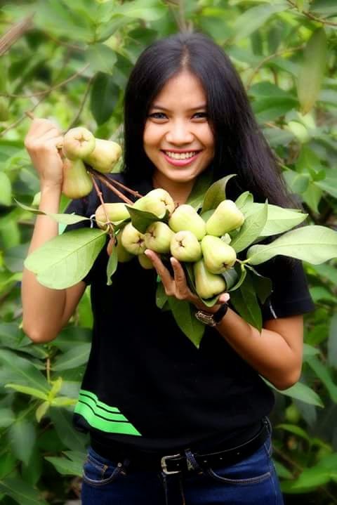 Jambu Madu Dan bibit Kurma KL 1 Thailand, BIBIT KULTUR 