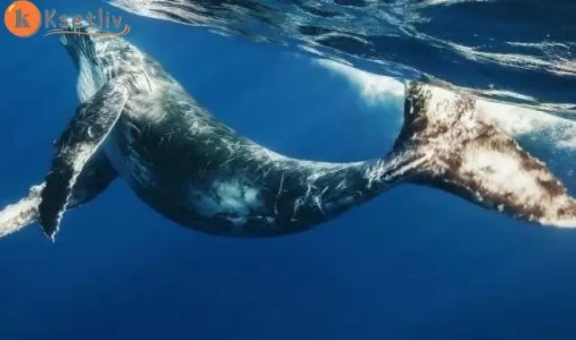 What is the largest whale in the world?