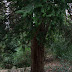 Location Scouting - Holywells Park