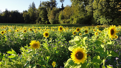 sonnenblumen